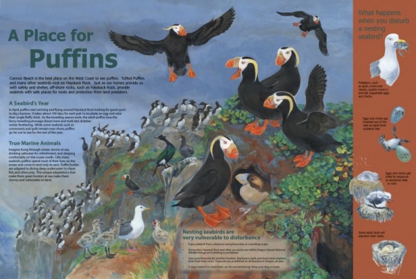 A Place for Puffins in Interpretive Panels
